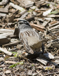 White crowned Sparrow